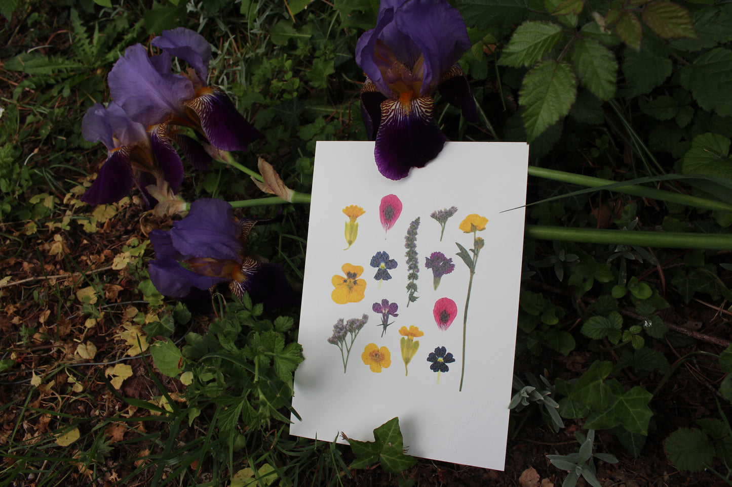 x. Fleurs pressées - Affiche Botanique