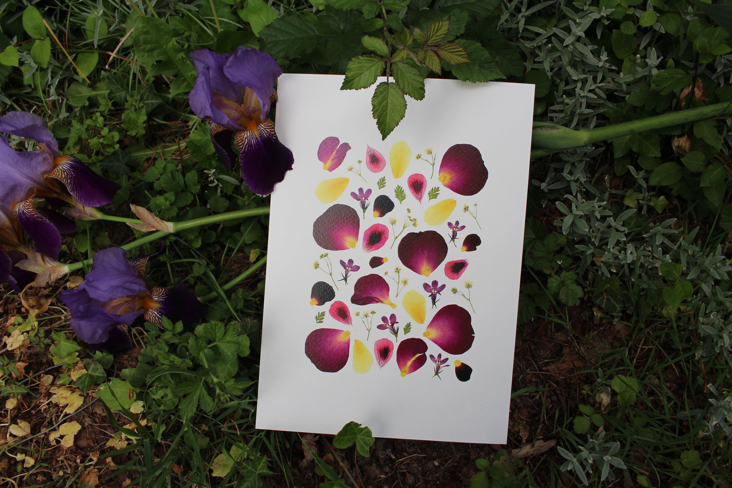 x. Fleurs pressées - Affiche Prune
