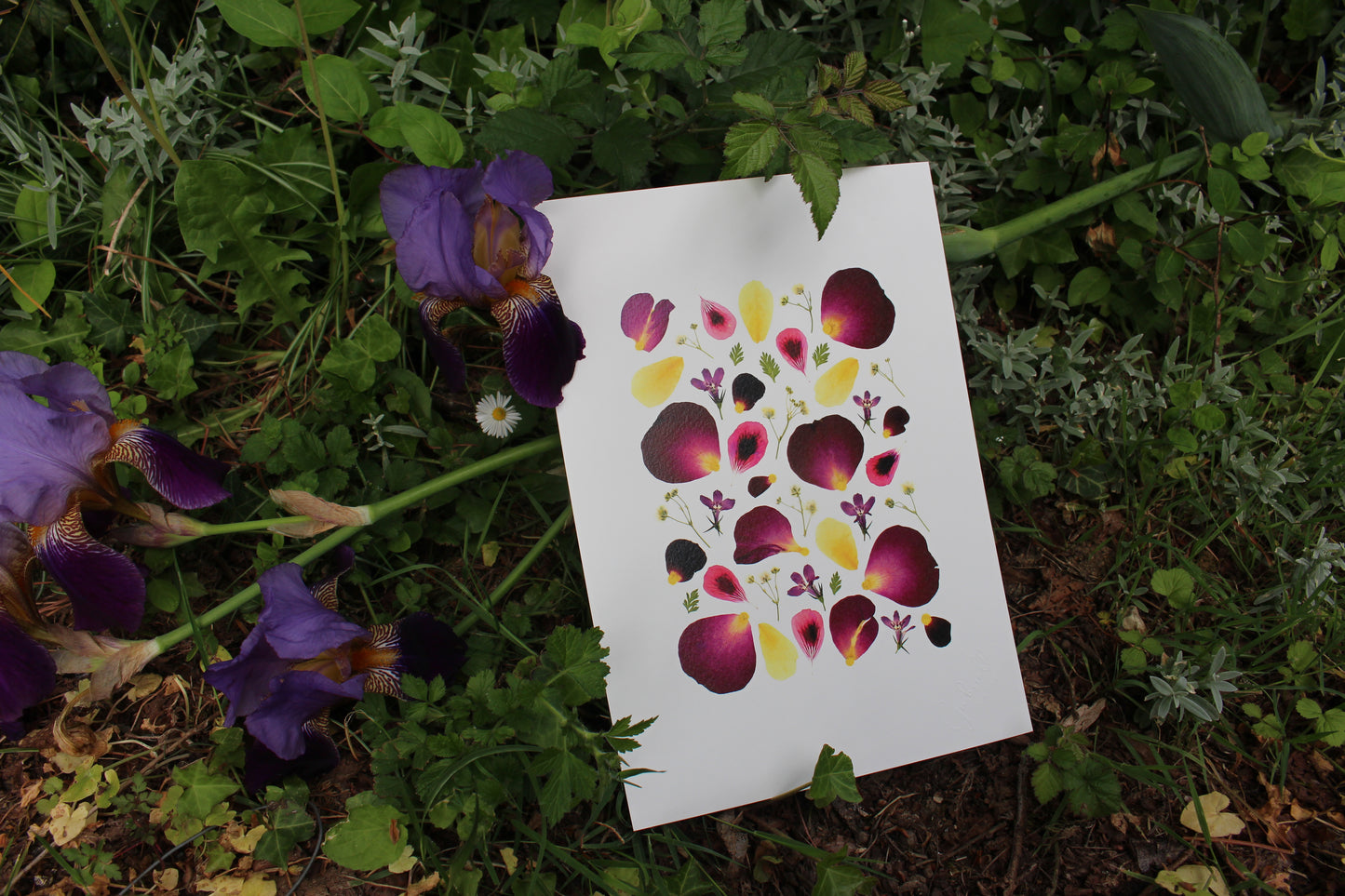 x. Fleurs pressées - Affiche Prune
