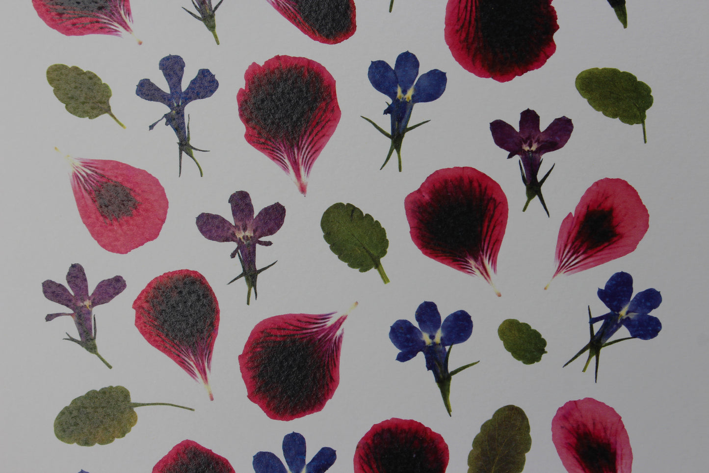 x. Fleurs pressées - Affiche Gourmand